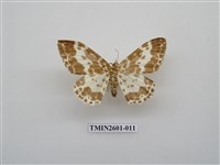 藏品(尺蛾115)的圖片